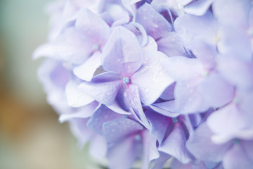 Lilac flowers of great blossoming hortensia