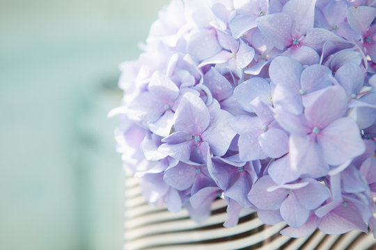 Lilac flowers of great blossoming hortensia