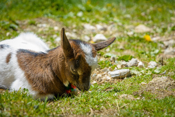 a young goat resting on the green grass