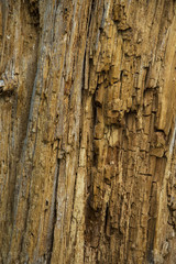 dry seasonal bark of autumn season