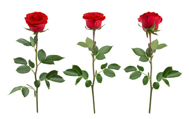 Set with red roses. As design elements.