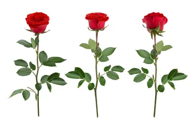 Crédence de cuisine en verre imprimé Roses Sertie de roses rouges. Comme éléments de conception.