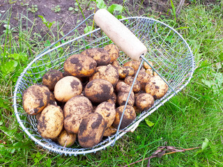 Erntezeit im Herbst, die Kartoffeln sind reif und werden geerntet. Kartoffelernte im eigenen...
