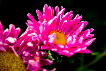 pink asters closeup