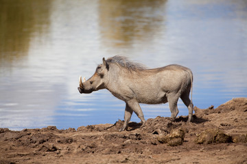 Warzenschwein in freier Wildbahn in Suedafrika