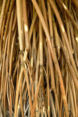 Raices de pandanus sanderi