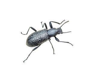 Ground Beetle Bug Insect Isolated on White