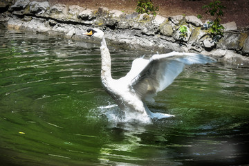 Beautiful white swan opening the wings to fly, on a lake