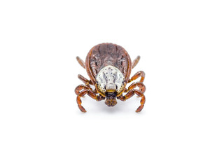 Encephalitis or Lyme Virus Infected Tick Insect Isolated on White