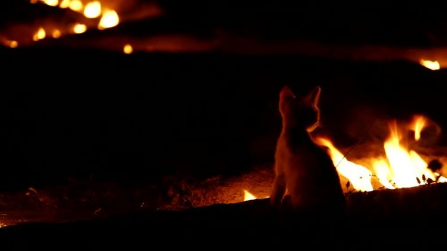 Cat playing with fire. Night mode. Canon 5D Mark II. 25fps