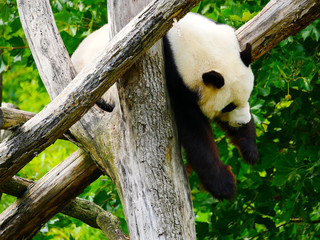 Obraz premium Panda Géant