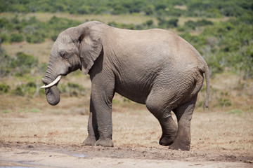 Fototapeta na wymiar afrikanische Elefanten in freier Wildbahn