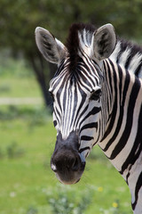 Fototapeta na wymiar Zebra in Etosha Namibia