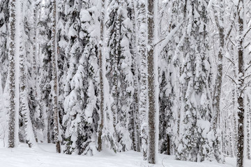 Winter in the mountains