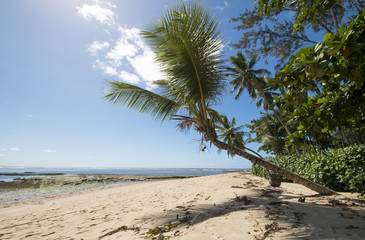Lone coconut leaning on tropical paradise beach
