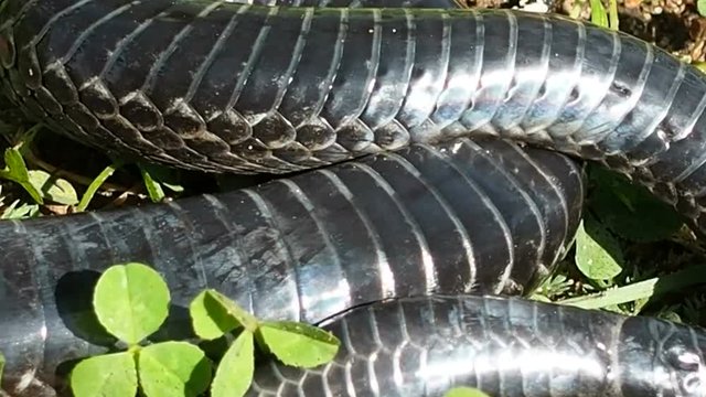 Adder is species venomous snakes of the genus Viper family, commonly occurring in Europe and Asia. Dangerous reptile writhes in the forest.