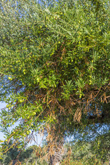 Olives de Sicile