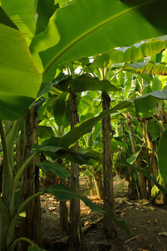 Cultivos de platanos