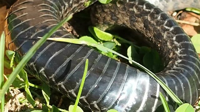 Adder is a species venomous snakes of the genus Viper family, commonly occurring in Europe and Asia. Dangerous reptile writhes in the forest.