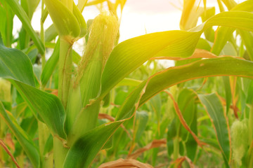 Fototapeta premium corn field at sunset