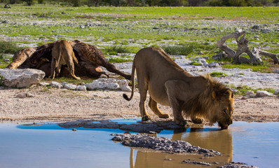 Lion drinking after a good giraffe meal