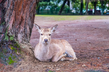 Deer sit under the tree in Nara Japan