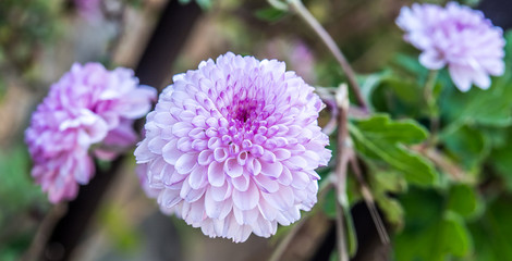 Chrysanthemum with pink and white color.