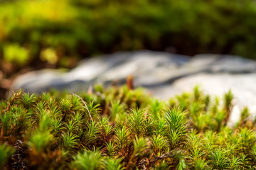 Green moss with the sunshine.