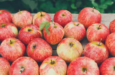 Sweet fresh ripe red apple harvest background