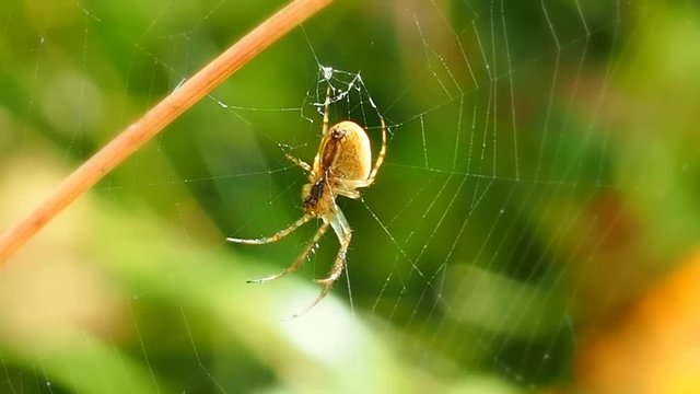Spider waits on web in a Sunny summer forest. Insect predator - a symbol of tenacity and netting. Arthropod a large spider waits for prey. 