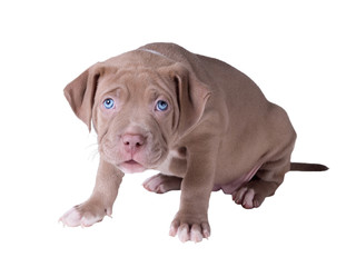 A small puppy (one and a half months old) of the American pit bull terrier. Isolated on white background
