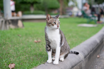 Cats that are vacant, awaiting owners with loneliness. soft focus.