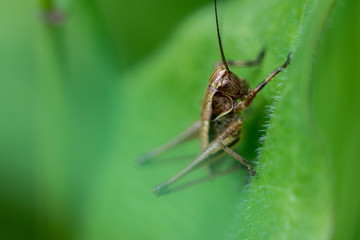 Little Ensifera on grass