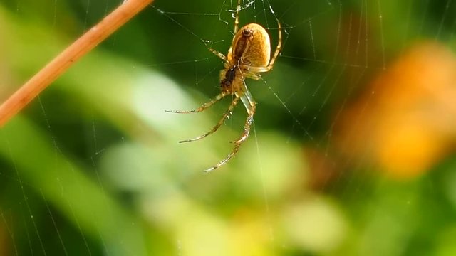 Spider waits on a subtle web in a Sunny summer forest. Insect predator - a symbol of tenacity and netting. Arthropod a large spider waits for prey. 