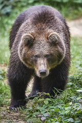 Fototapeta premium Braunbär läuft am Kamera zu