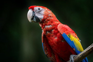 Looking scarlet macaw