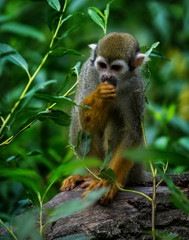 common squirrel monkey