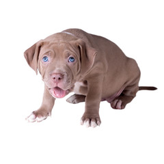 A small puppy (one and a half months old) of American pit bull terrier with an open mouth. Isolated on white background