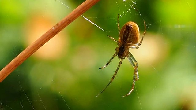 A spider waits on a subtle web in a Sunny summer forest. Insect predator - a symbol of tenacity and netting. Arthropod a large spider waits for prey. 