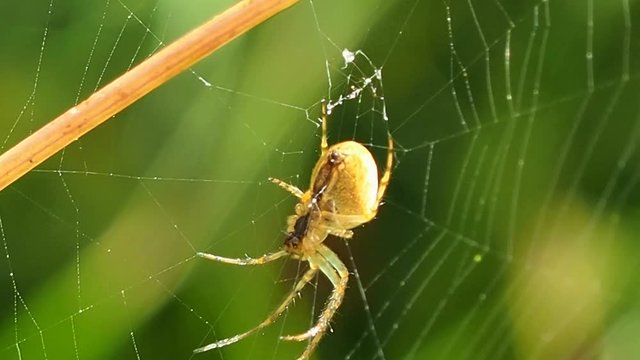 Spider hangs on delicate cobweb in Sunny summer forest. Insect predator - a symbol of tenacity and netting. Arthropod a large spider waits for prey. 