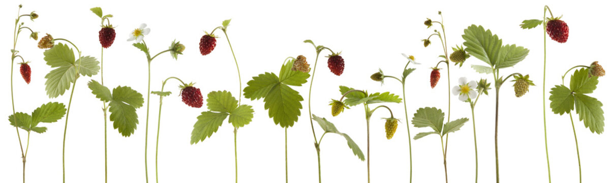 fresh ripe forest strawberries isolated on white background