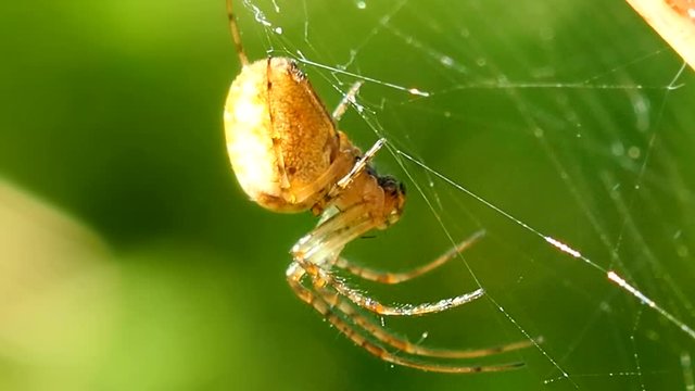Spider hangs on delicate cobweb in a Sunny summer forest. Insect predator - a symbol of tenacity and netting. Arthropod a large spider waits for prey. 