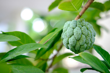 Fototapeta premium sugar apple