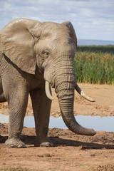 Fototapeta na wymiar afrikanische Elefanten in freier Wildbahn