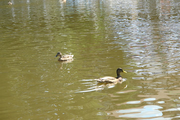 Ducks swimming in water of park lake.