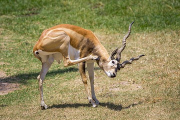 Image of impala male (Aepyceros melampus) on nature background. Wild Animals.