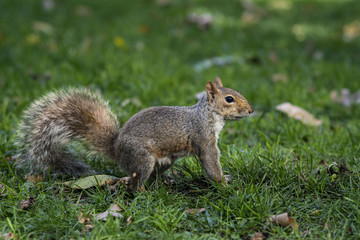Naklejka na ściany i meble Squirrel of Central Park