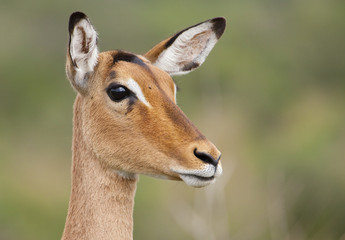 Impalas in freier Wildbahn in Südafrika