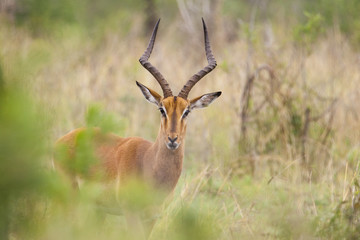 Impalas in freier Wildbahn in Südafrika