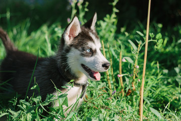 Naklejka na ściany i meble portrait of little husky dog at the green grass